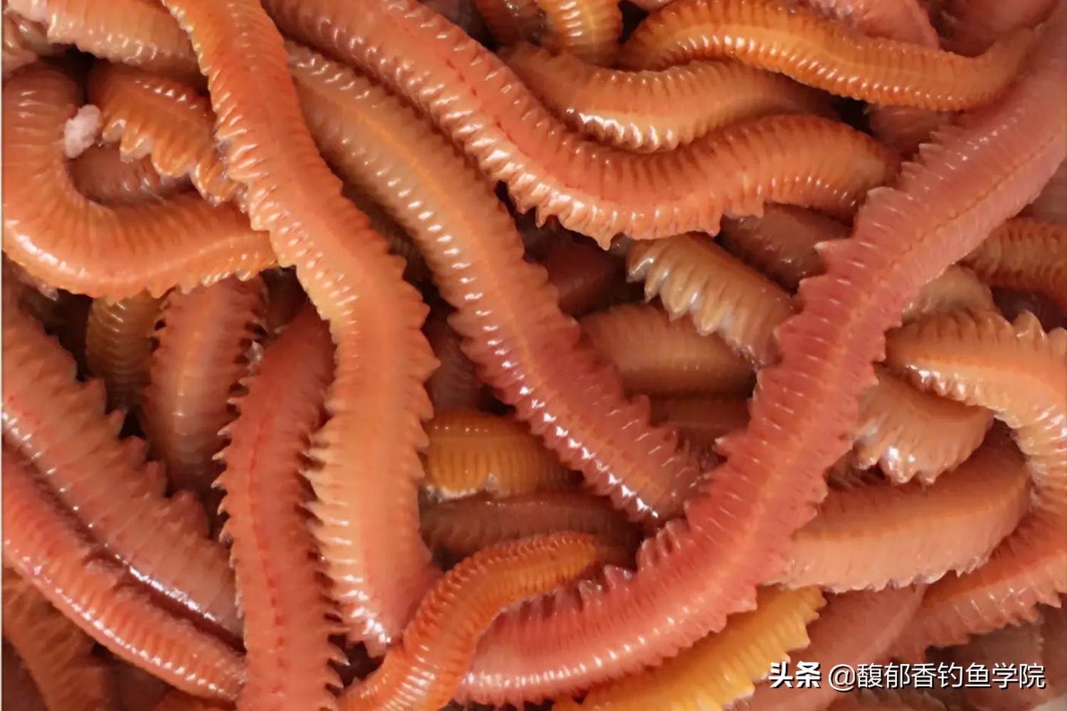 海钓沙蚕适合钓什么鱼,海钓活沙蚕的正确钓法