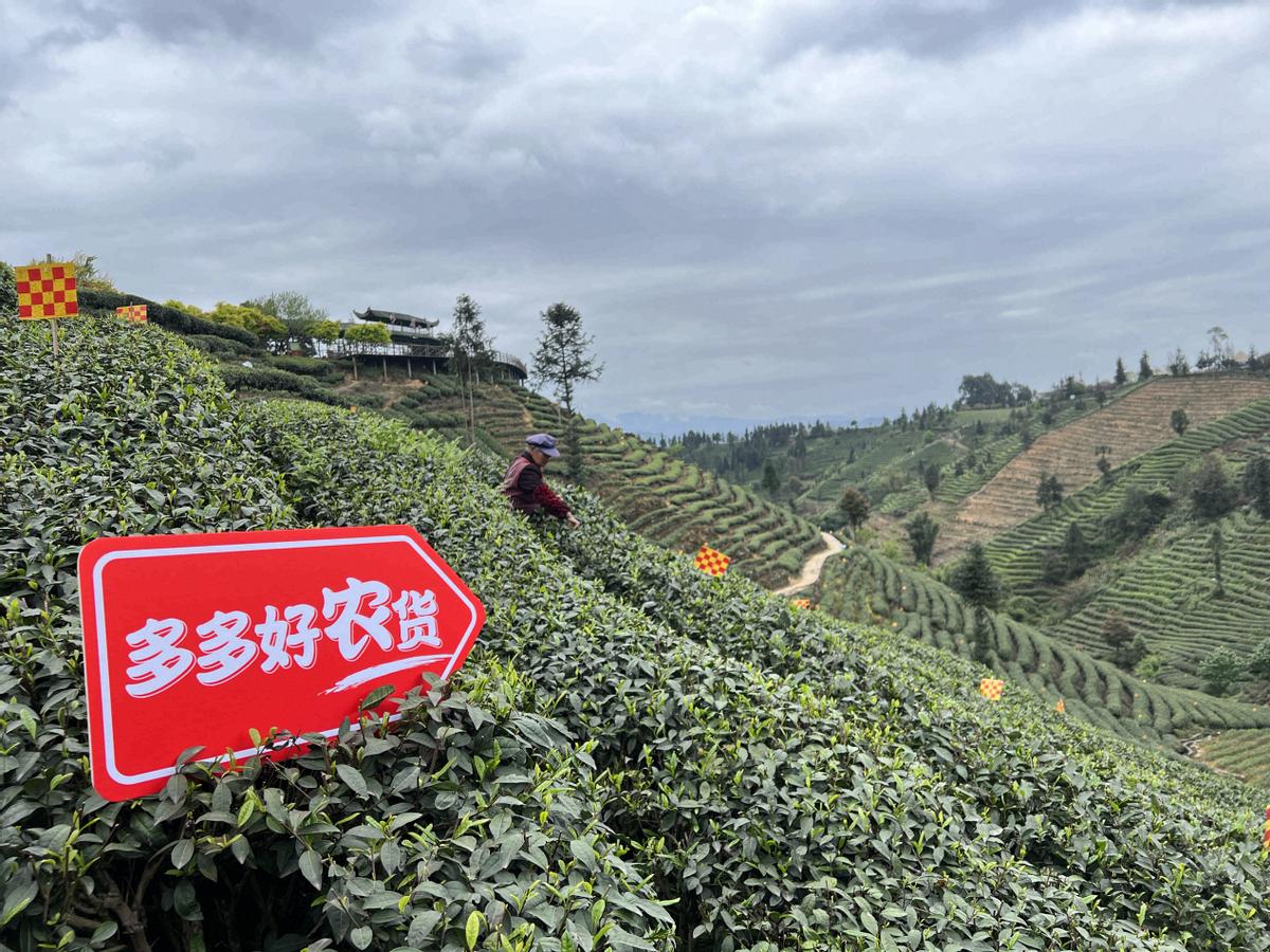 借力新电商，四川雅安“千年贡茶”走出大山入选“多多好农货”，仙茶故乡触电记