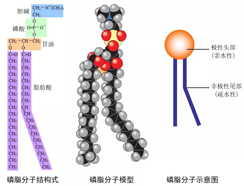 高中生物必修一全部知识点,高中生物必修一第四章第一节