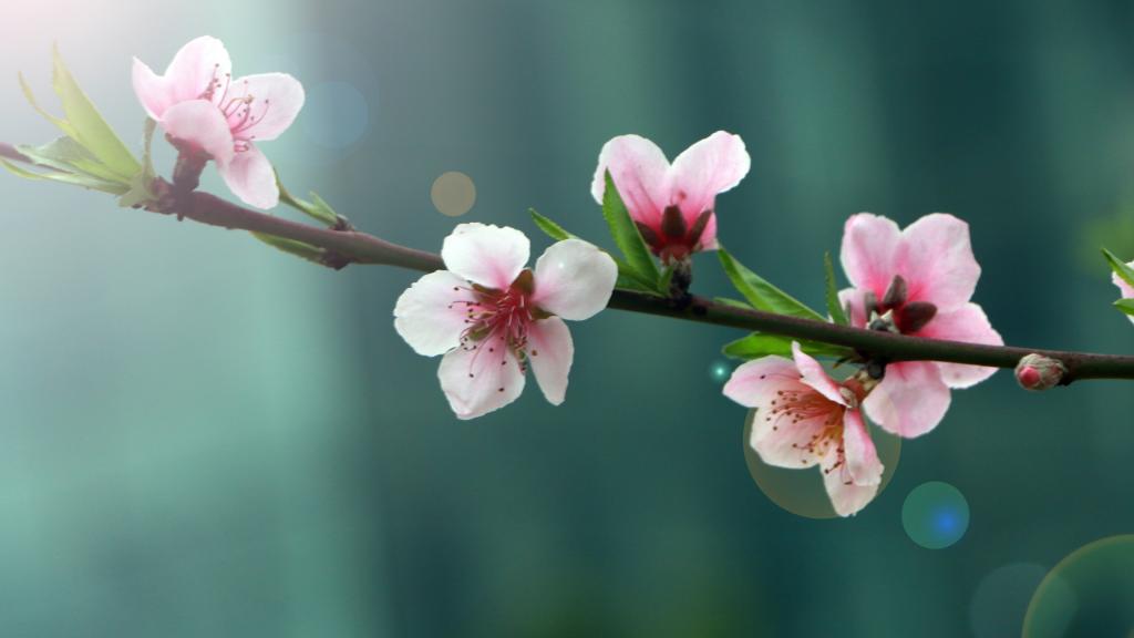百花深处的礼物,春天花朵礼物