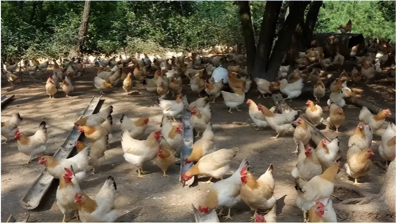 鸡痘高发期最佳治疗方法,鸡痘最好的防治方法