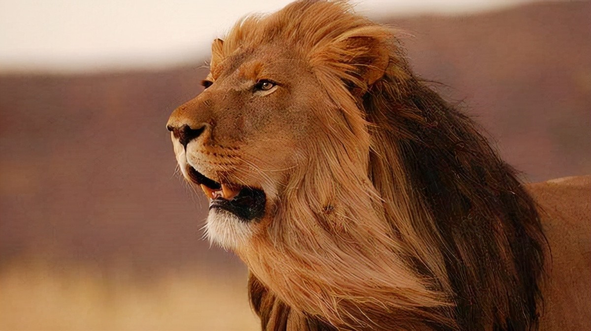 国王看不起胡人进贡的动物，让人拿去喂虎，谁知老虎却趴着不敢动