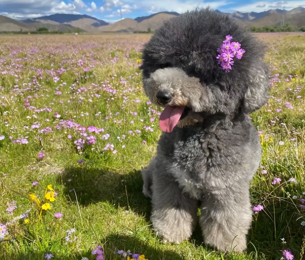 贵宾犬到底有多好养,贵宾犬值得养吗