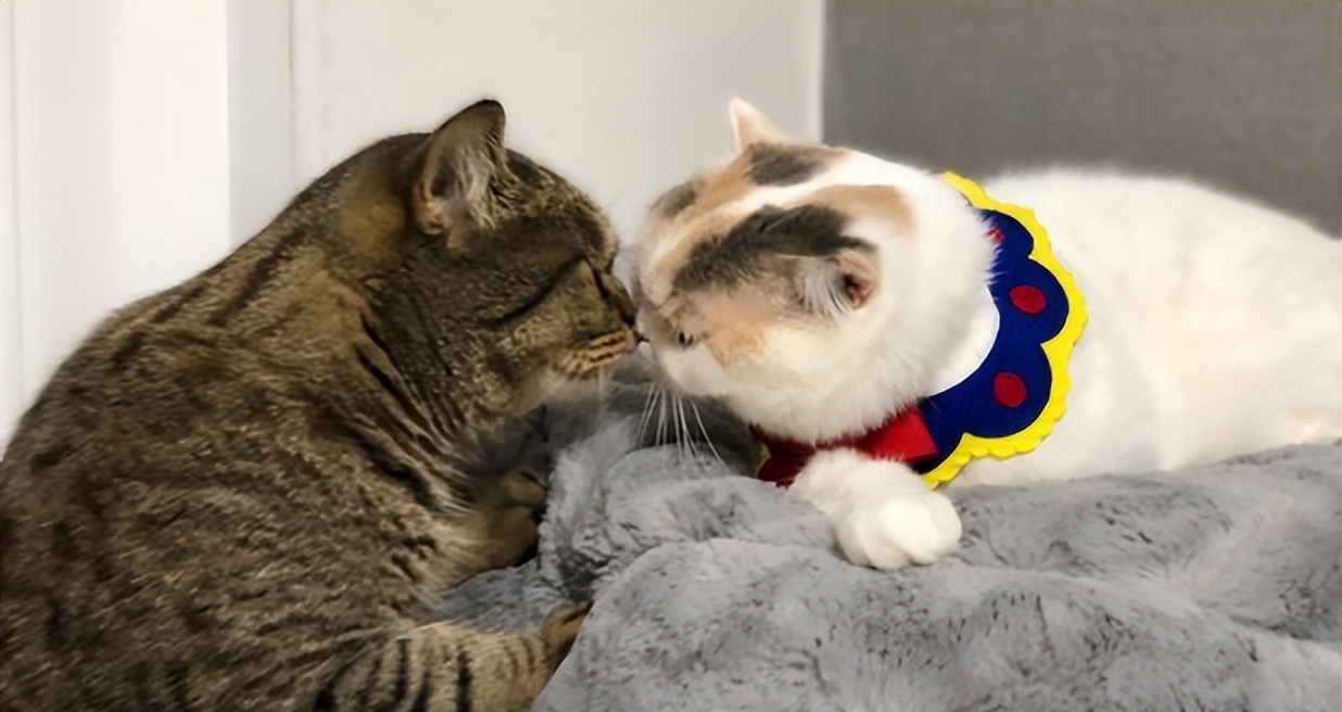 新猫来家原住民会不高兴吗,新猫到家怎么守护原住民