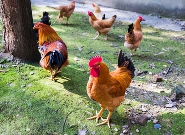 惠州大型养鸡场,十亩山林养殖3000只鸡