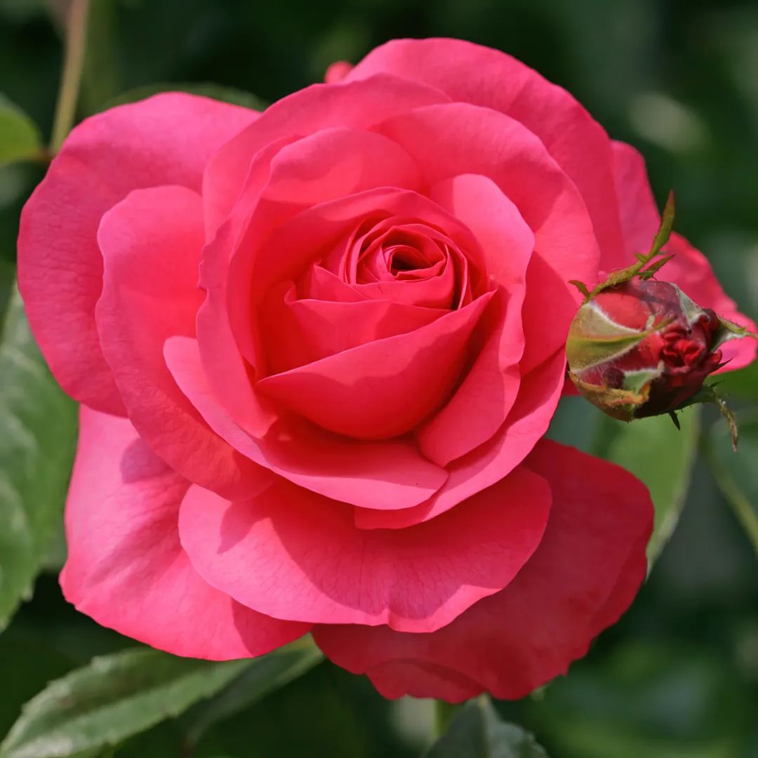 比较鲜又好养的月季品种,最值得养的大花浓香月季品种