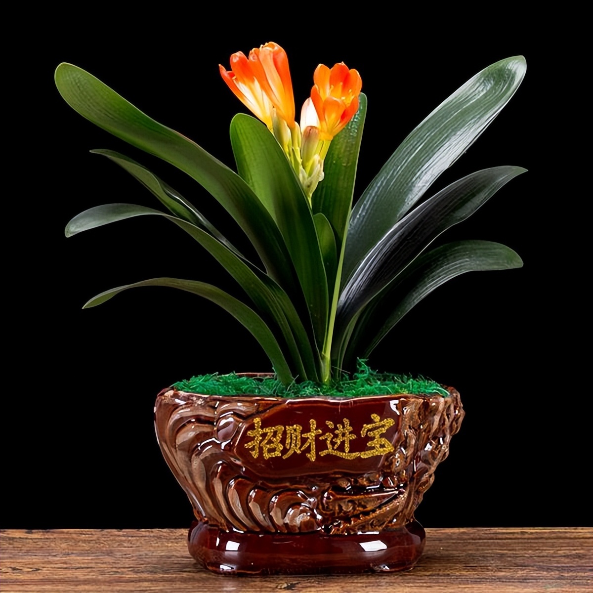 适合在家里养的净化空气的花,家里养什么花能净化空气