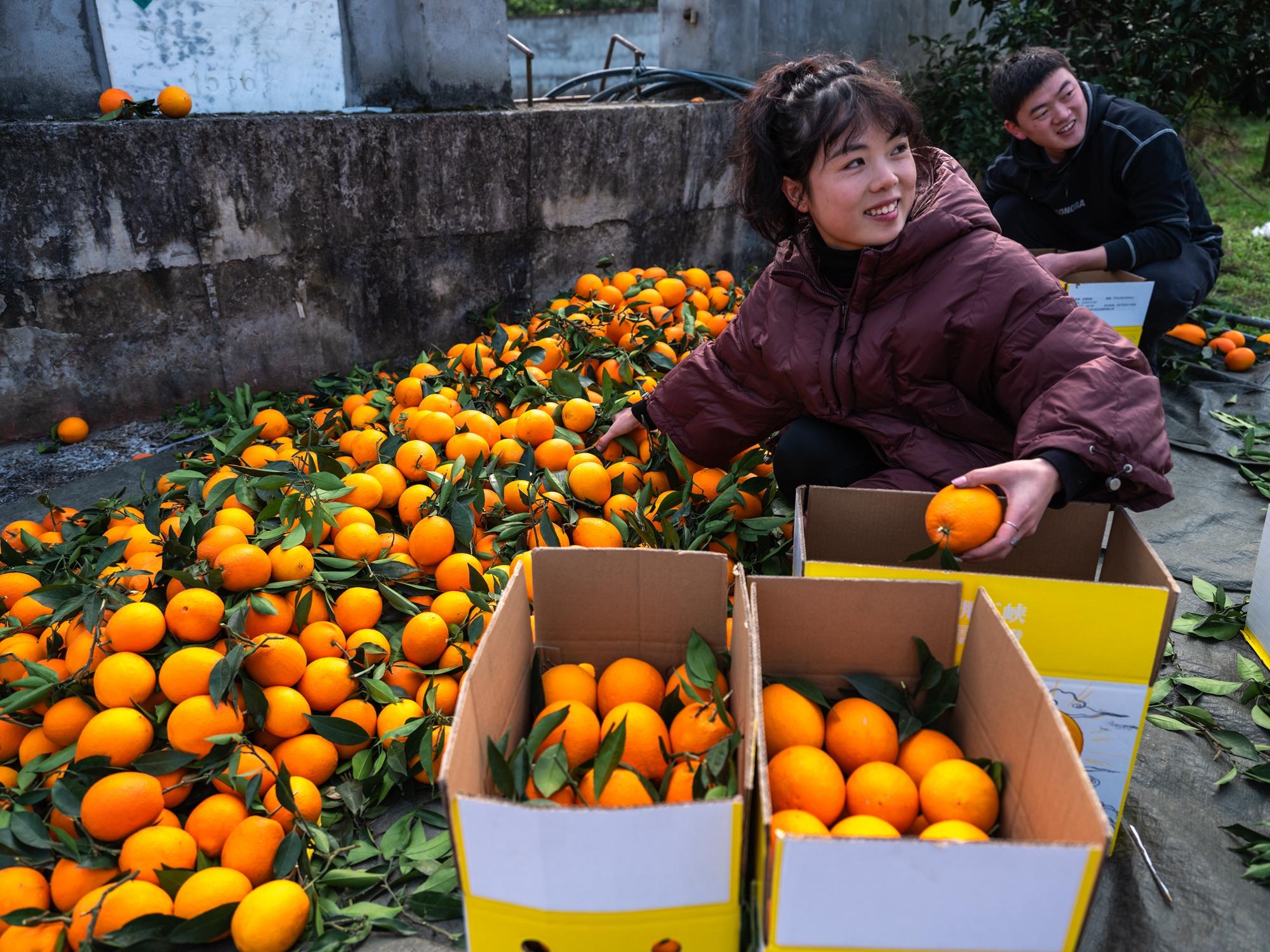 奉节脐橙助农,助农扶贫奉节脐橙