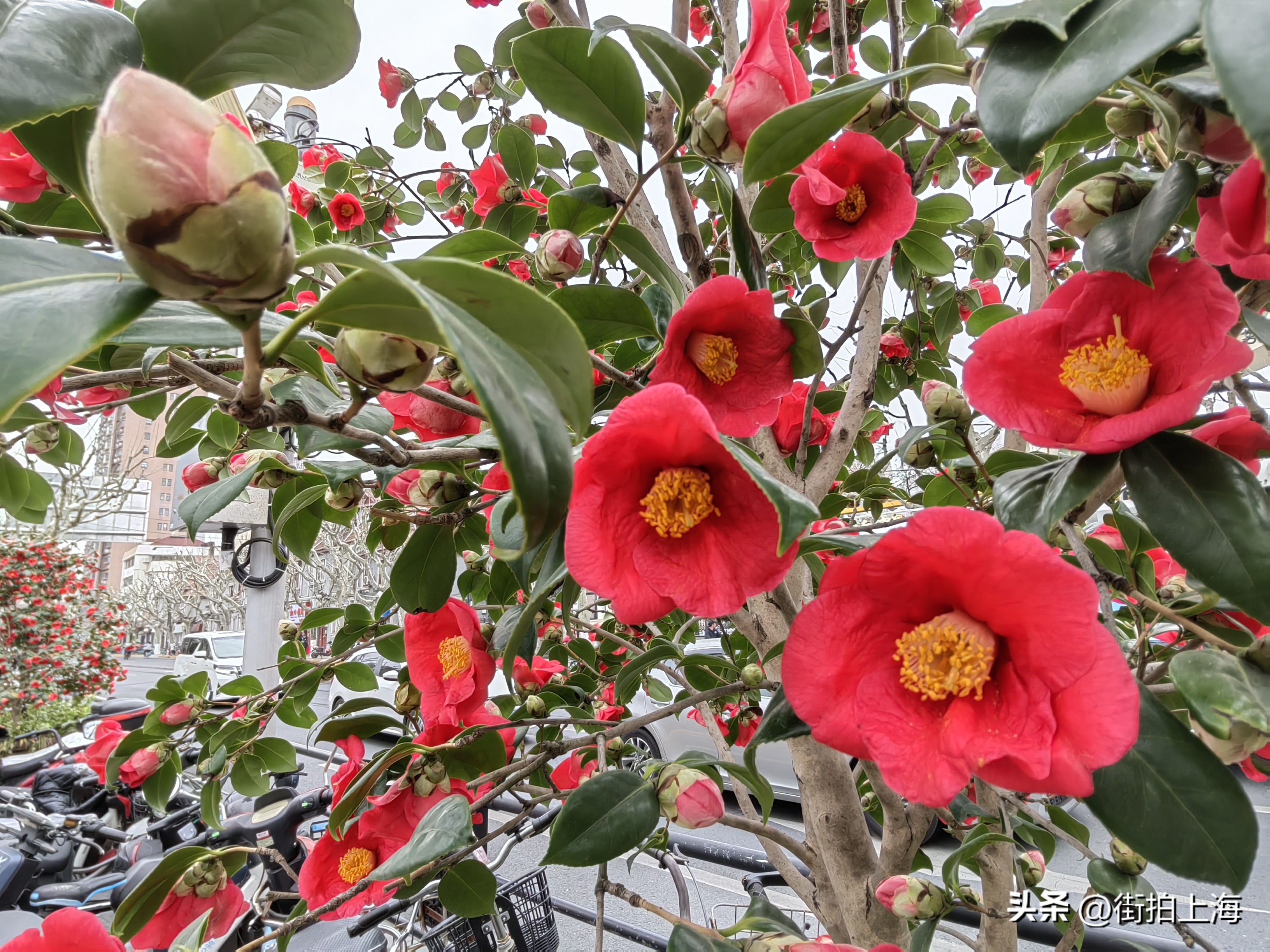 茶花绽放喜迎春,茶花争芳斗艳喜迎春