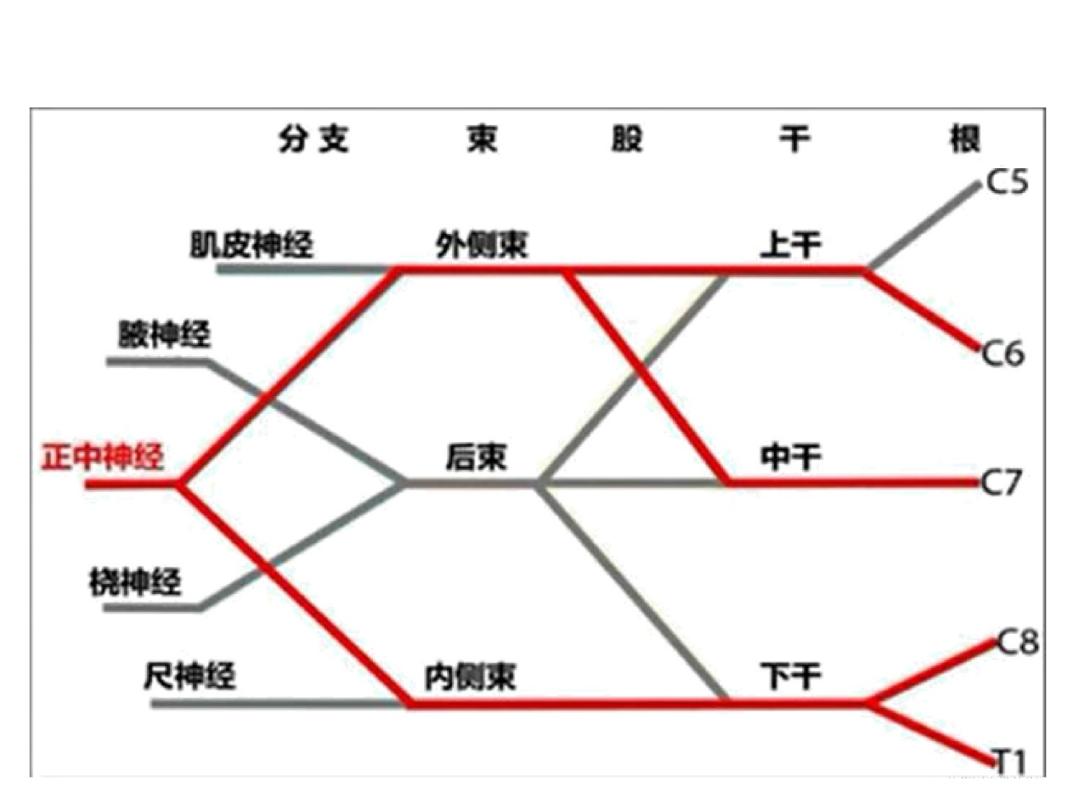 超声引导下臂丛神经阻滞,PPT课件