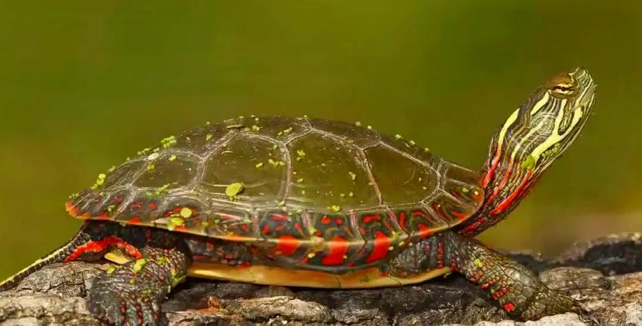 锦龟种类及图片大全,锦龟每个品种图片