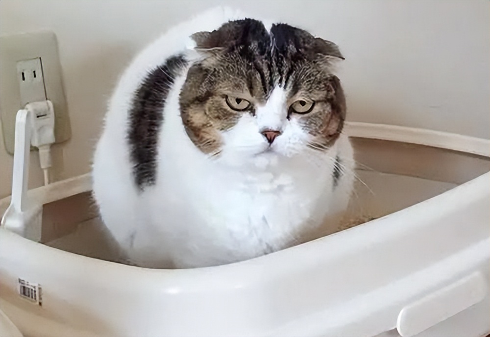 猫咪拉肚子了该如何治,猫咪拉肚子了该怎么办