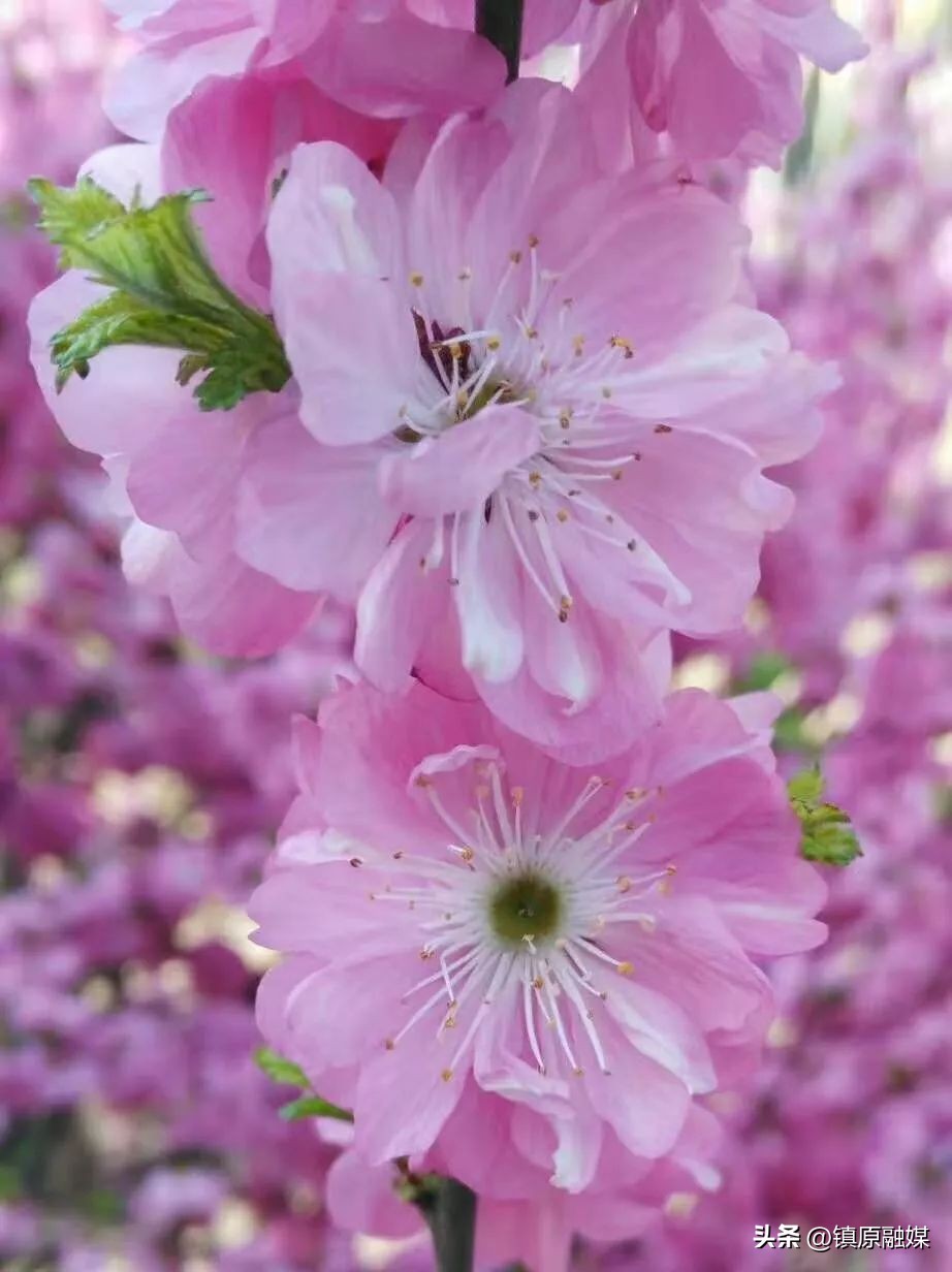 愿一切美好四月如期而至,走进四月愿所有美好如期而至