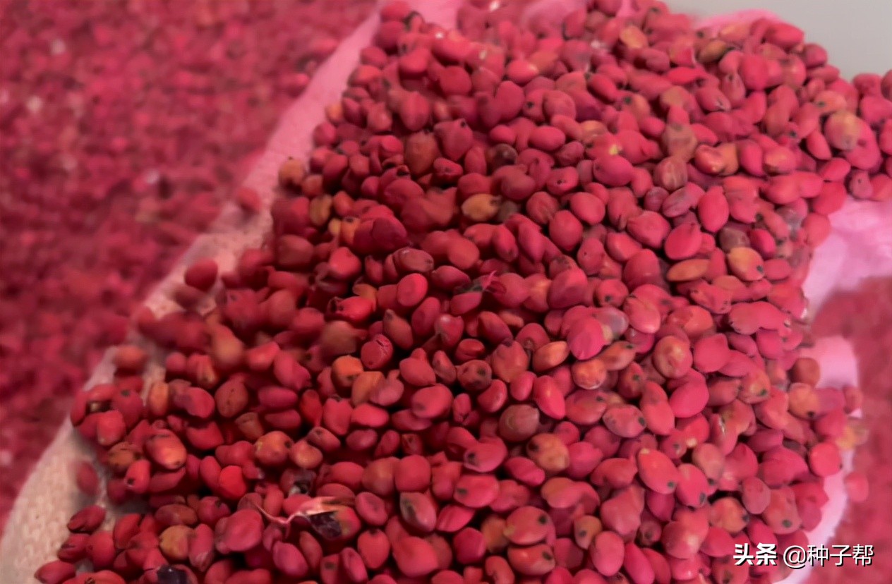 新型巨型高粱,巨型高粱品种