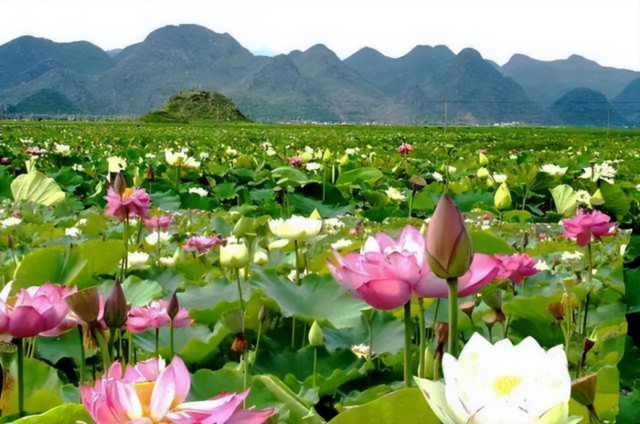 普者黑省旅游景点全攻略,普者黑风景区一天游玩攻略