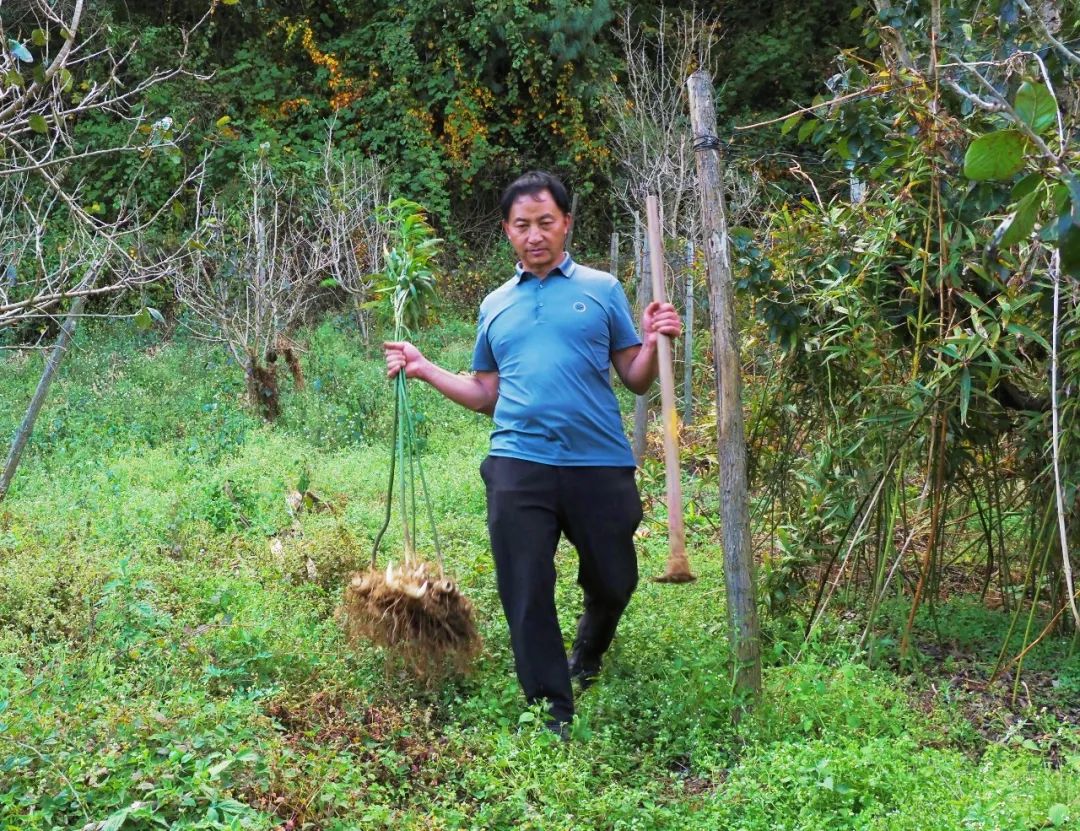 今年冬天的第一顿养生局安排！个旧的它“出土”啦！