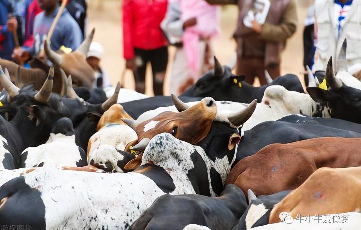 奶粉发展现状及原因,奶粉行业的谎言