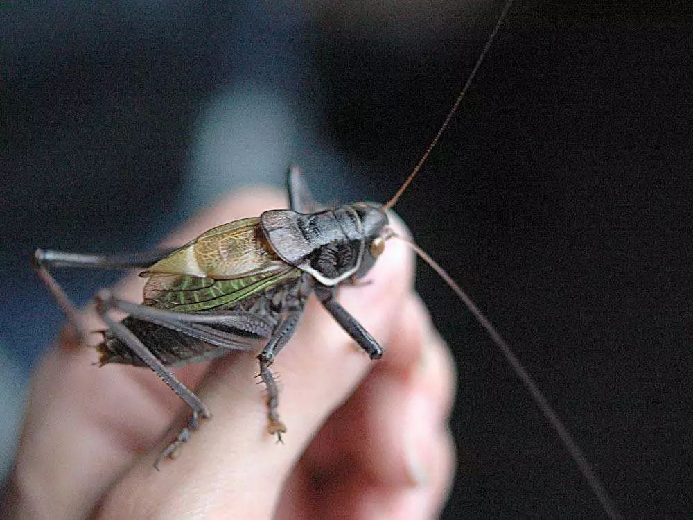 养猫养狗都养不活,养狗养猫养蜘蛛