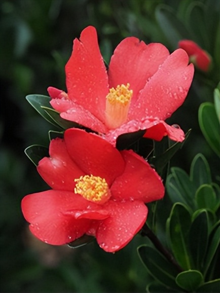 最厉害植物名称大全,5种类型植物名称