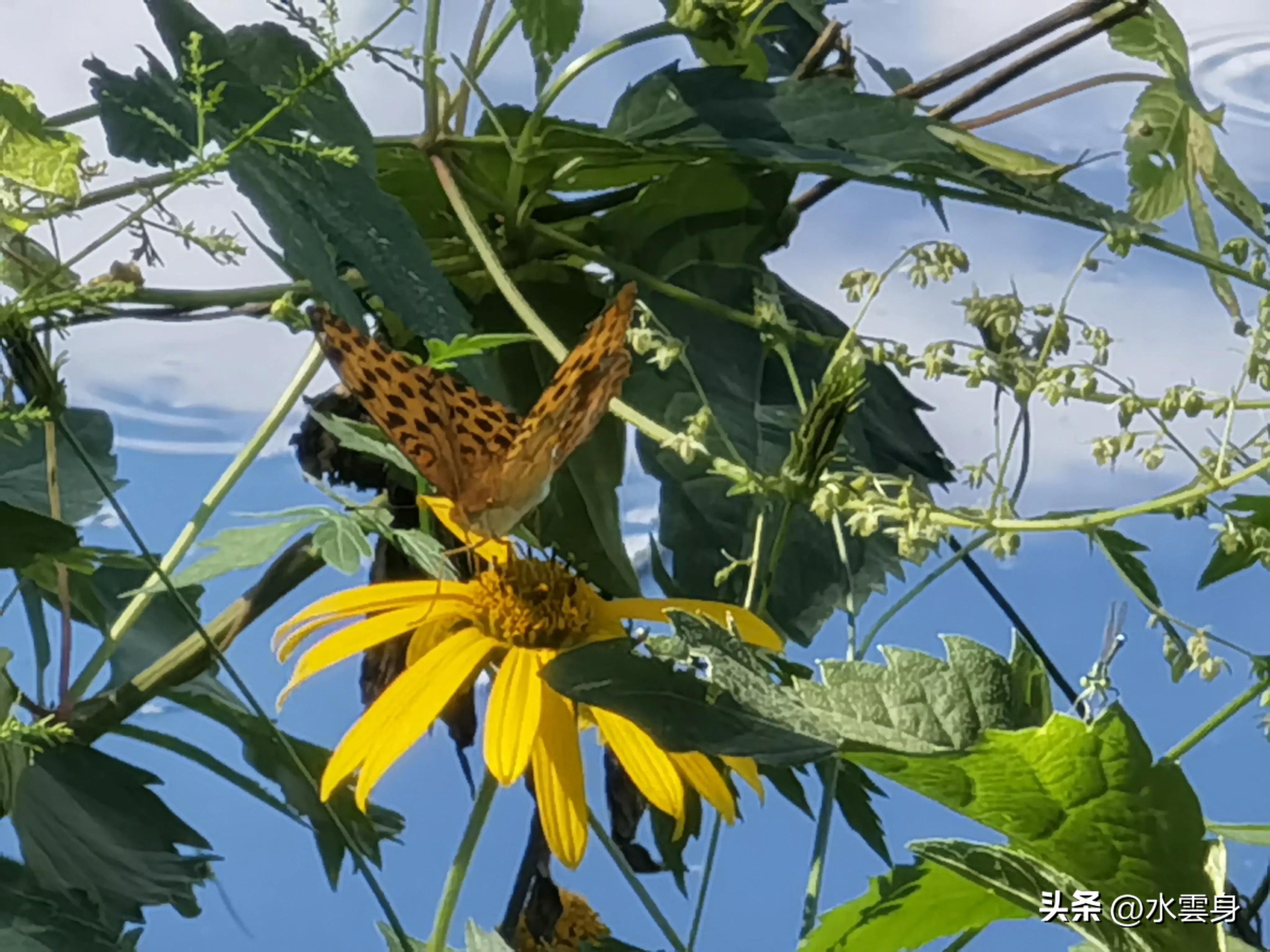 京郊赏花自驾游线路推荐,京郊免费景点一日自驾游路线攻略