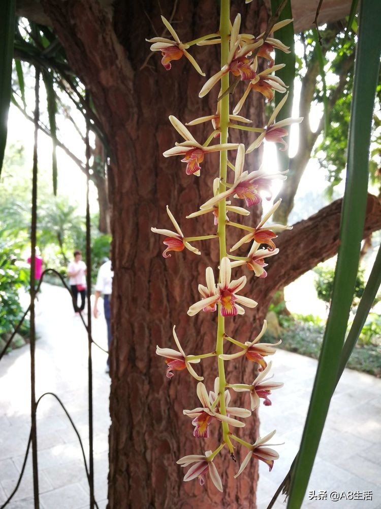 带你认识中华兰花纹瓣兰,顶级纹瓣兰图片