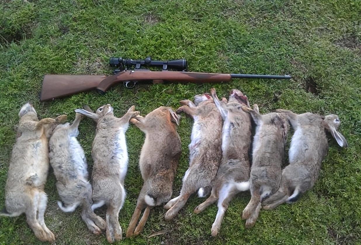 兔肉为啥没成为人类的主要肉食,为什么兔子肉不能成为主流肉食