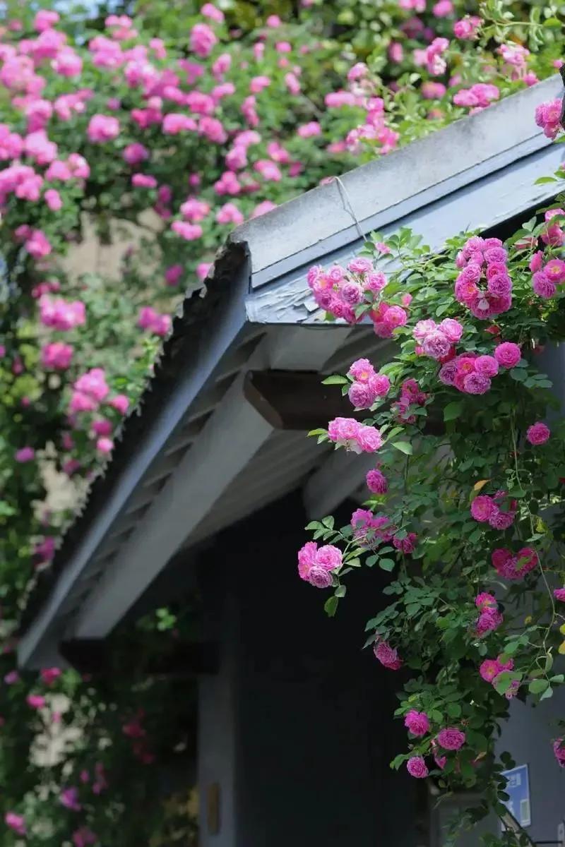 时光清浅岁月流年,时光悠然岁月清浅