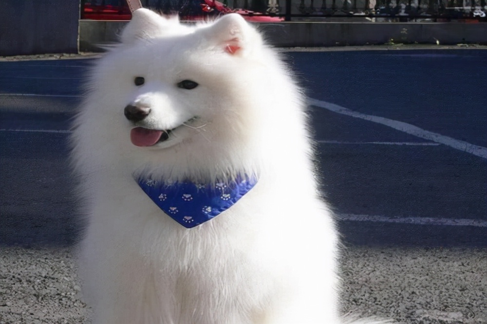 萨摩耶两个月太不听话怎么办,萨摩耶不听话怎么训练幼犬