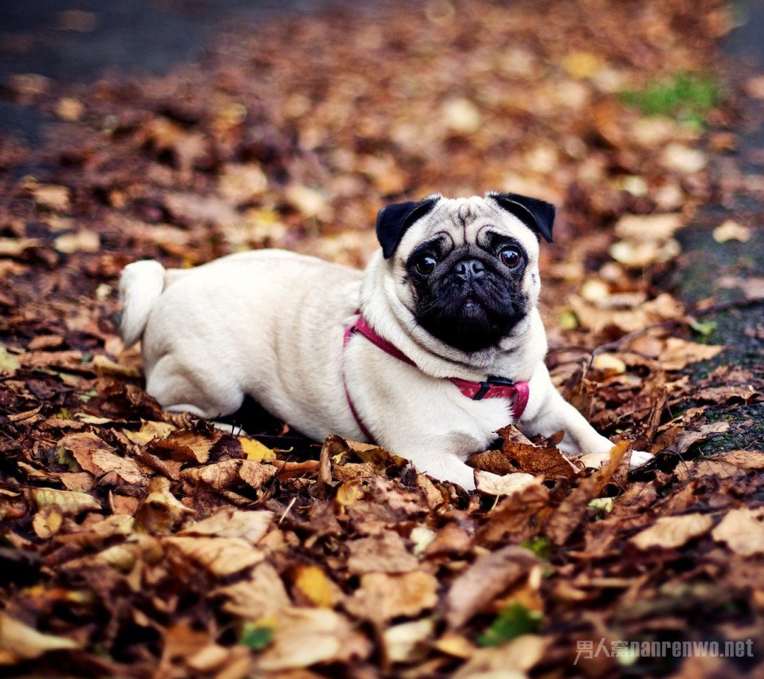 什么品种的狗狗适合有孩子家庭养,狗狗品种大全及图片拉布拉多