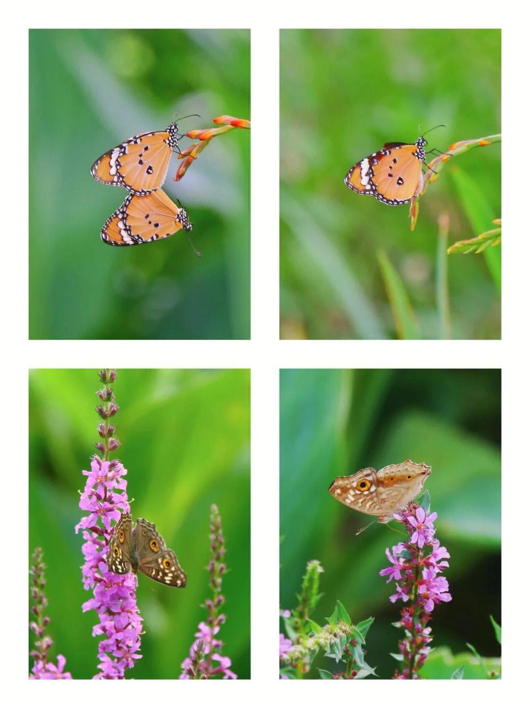 荣华富贵是怎样的,荣华富贵是何生肖