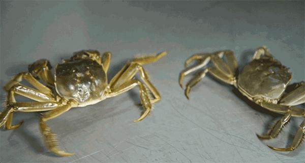 螃蟹买回来死掉了还能吃吗,死螃蟹用高温处理后可以吃吗