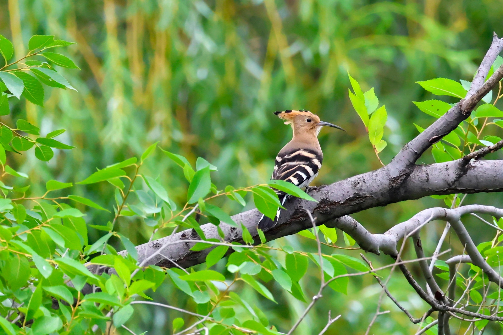 佳能eosr7目前值得买吗,佳能eosr7优缺点