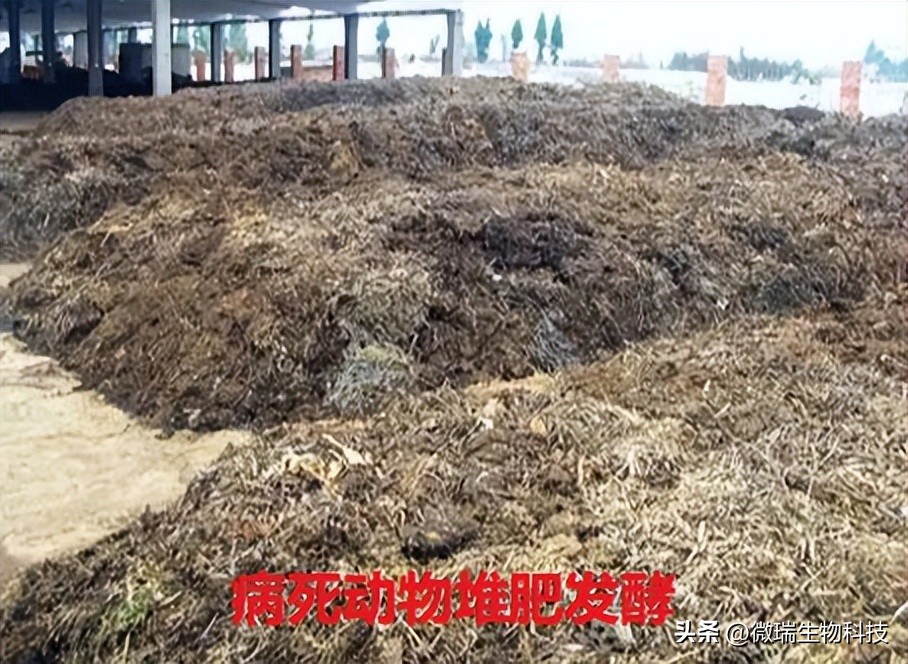 畜禽养殖粪污生物无害化处理,动物尸体无害化处理有机肥