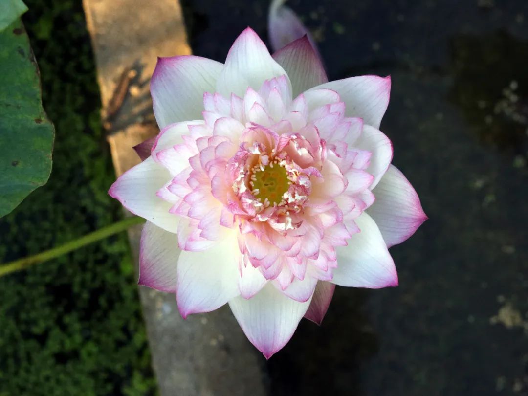 绝美的荷花品种大全图集,超好看荷花品种大型荷花