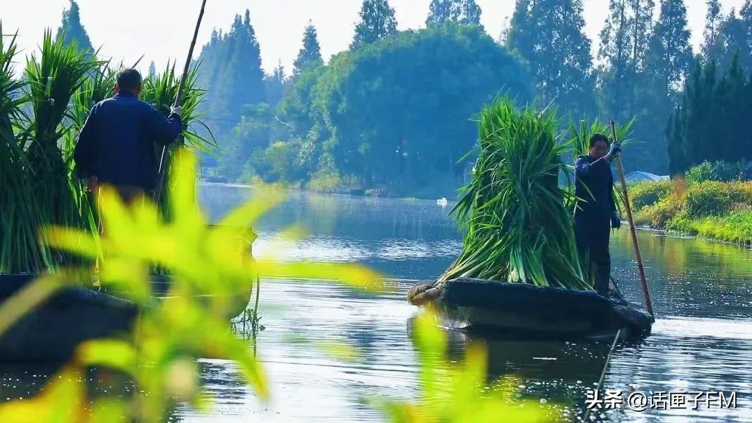 茭白新鲜生吃可以吗,新鲜茭白可以冷冻有酸味