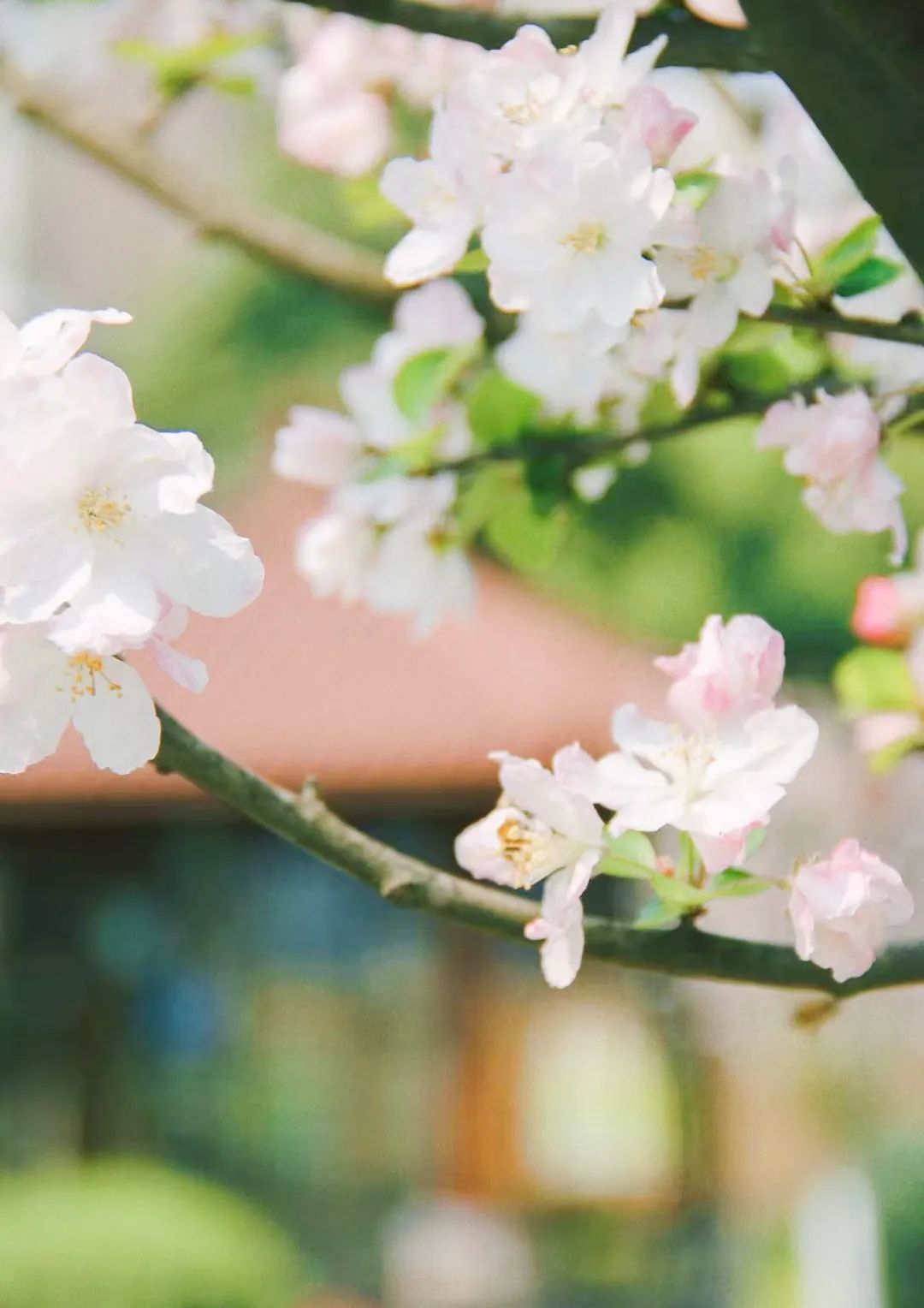 成都市双流区永安小学排球,九江市小学暑期托管
