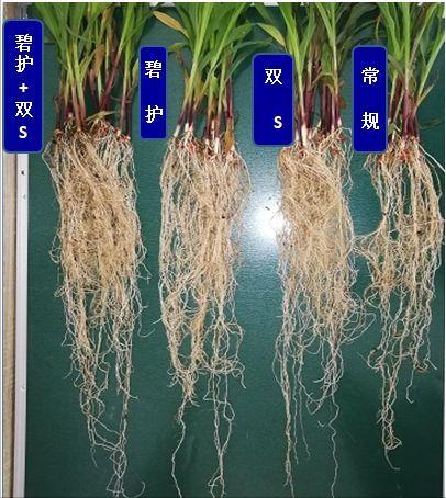 现代农业研究：水稻重金属P型ATP酶OsHMA6可能是铜外排蛋白