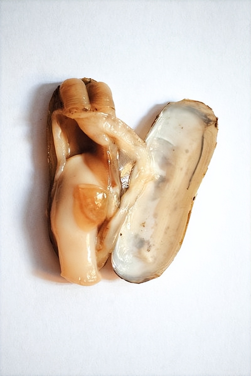 蛏子怎么入药,中药古今研究视频