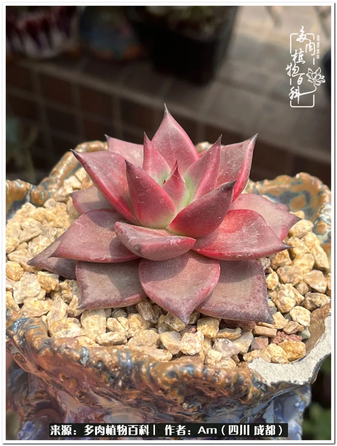 多肉小盆友生活多姿多彩,多肉小精灵福享不停