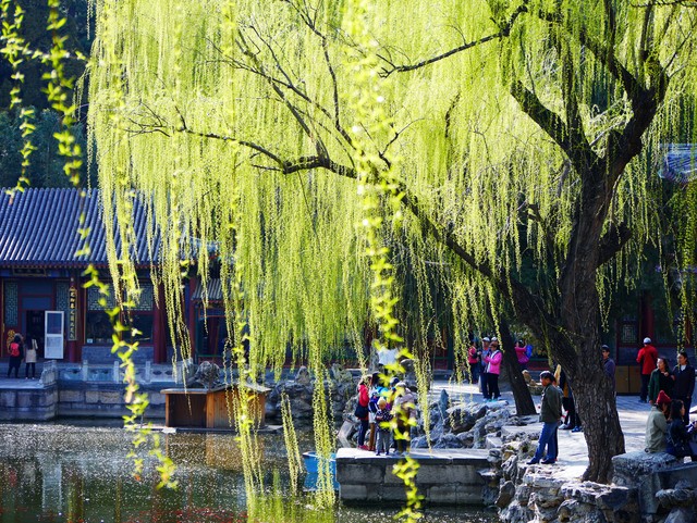 咏柳唐贺知章的古诗,咏柳贺知章教学实录