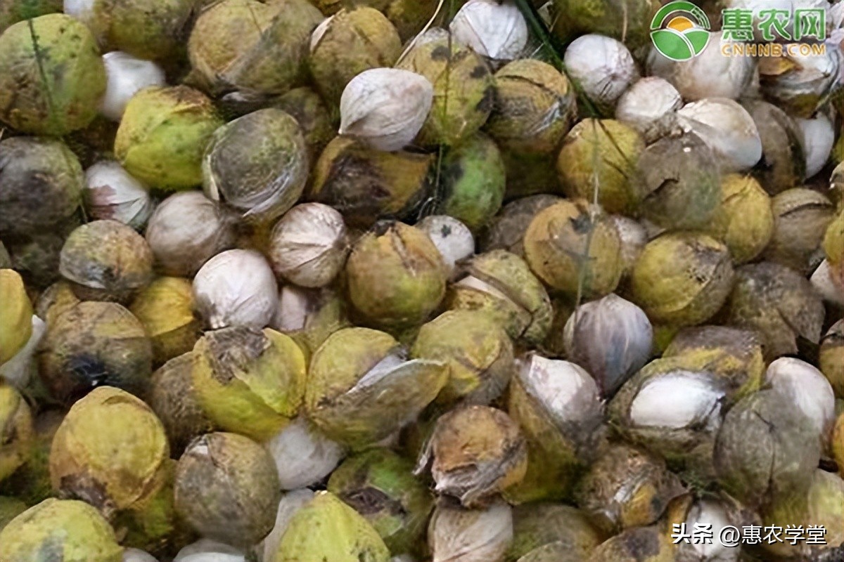 核桃油价格多少钱一斤,核桃油价格一般多少钱