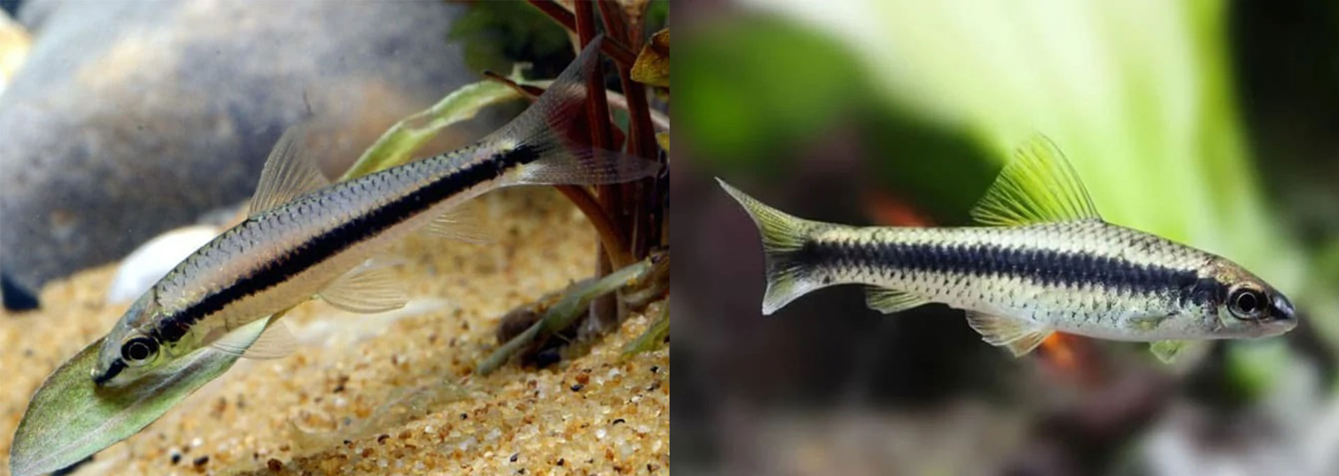 清洁鱼有什么用,冷清洁鱼有哪些