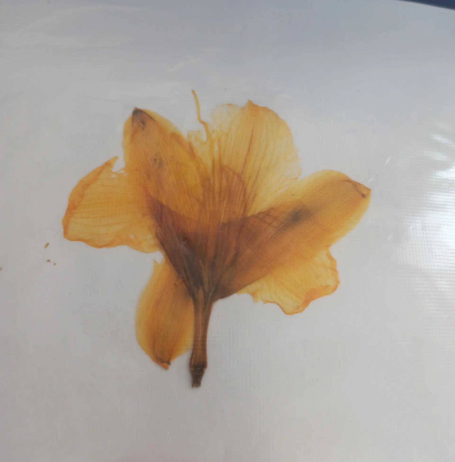 植物标本简单记录,常见却不普通的植物标本