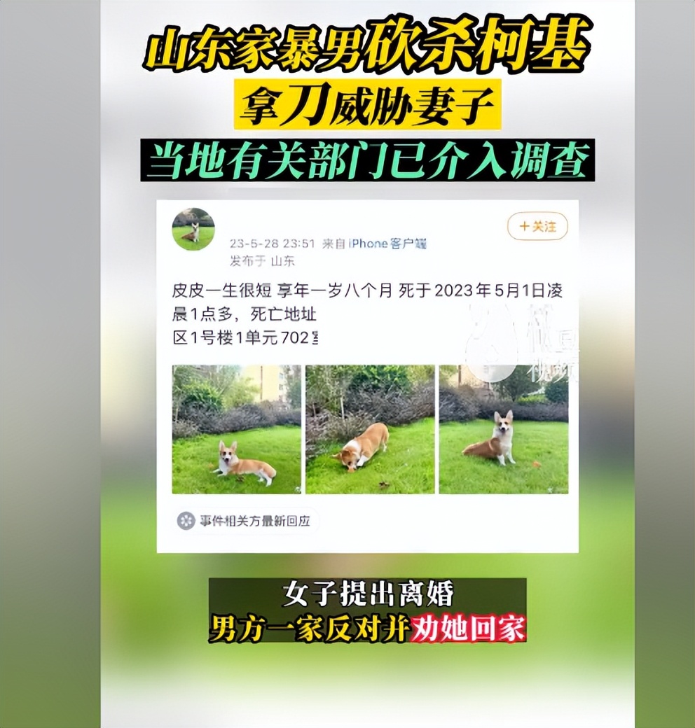 家暴男砍杀柯基威胁妻子,家暴男砍死柯基说不听话