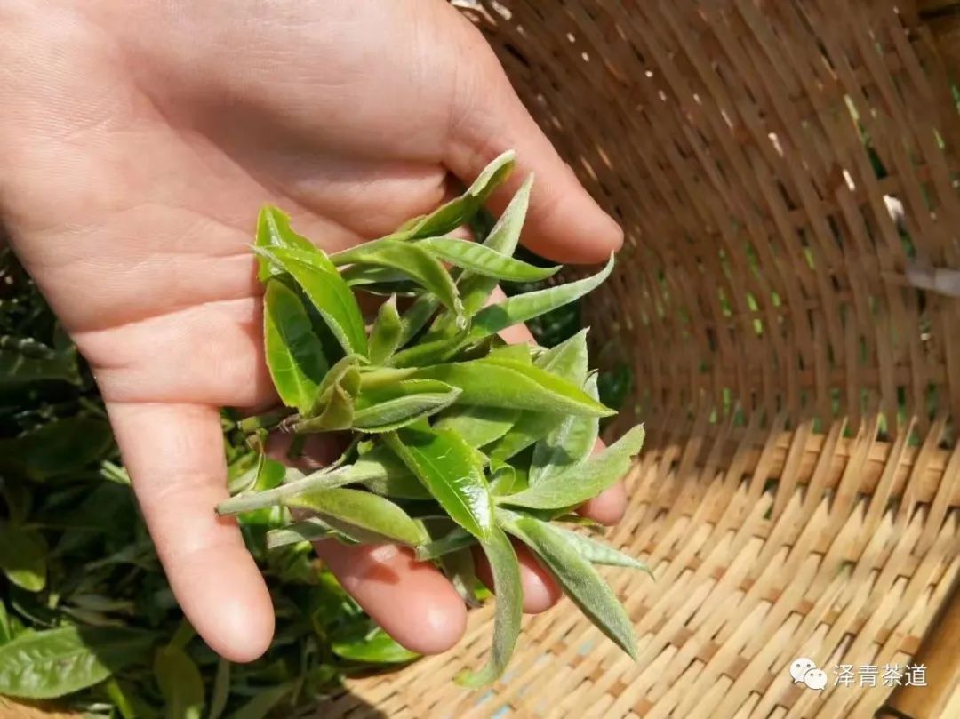 泡新茶普洱茶的正确方法,普洱春茶冲泡