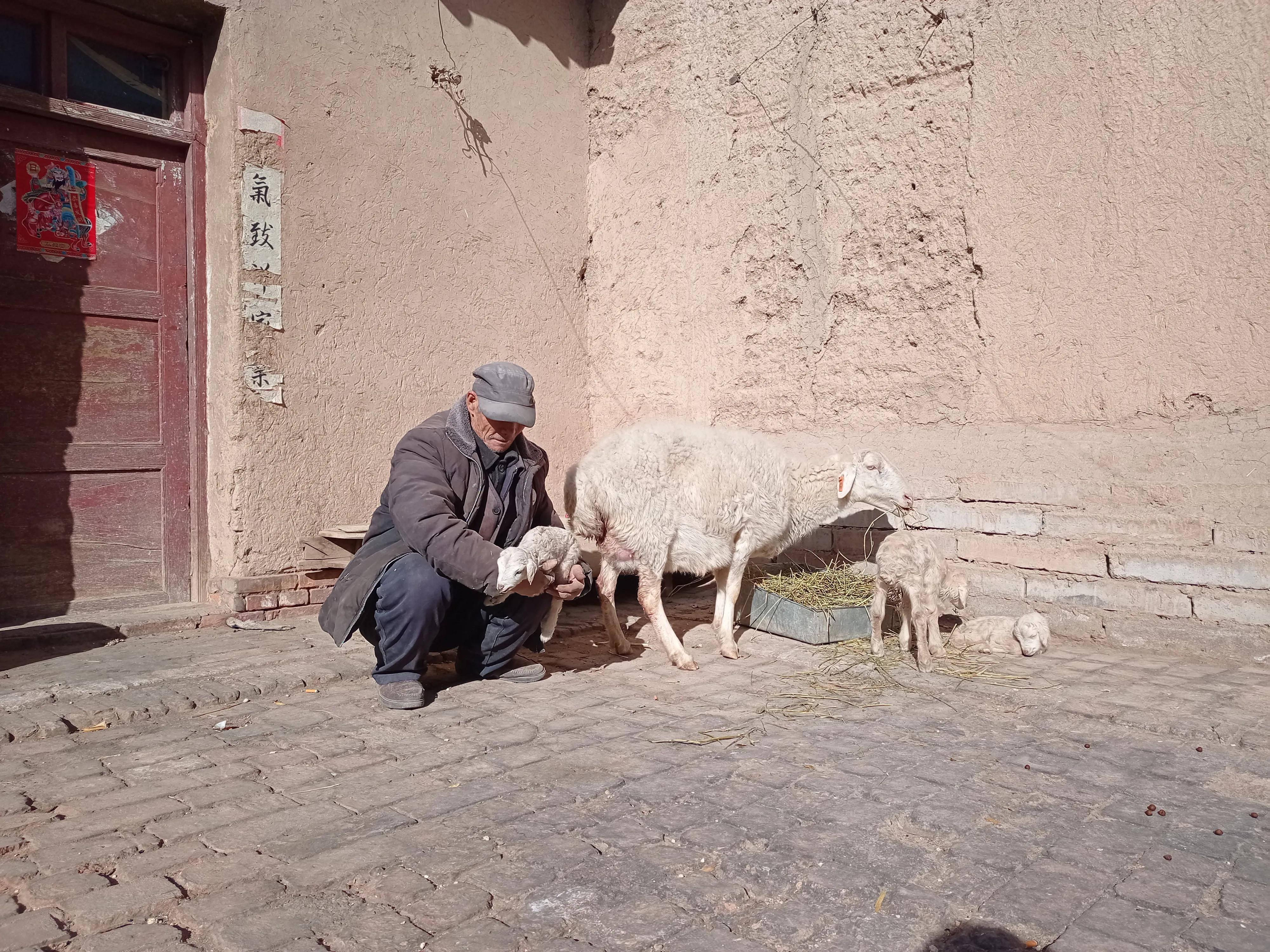 失奶羔羊如何喂养,羔羊没奶怎么养