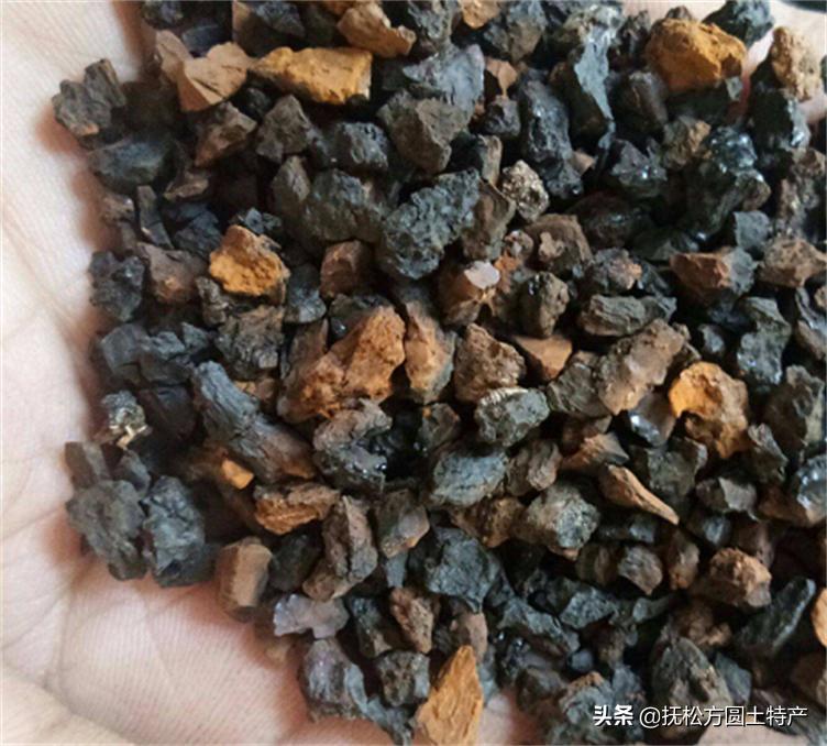 桦树茸危害,桦树茸泡茶