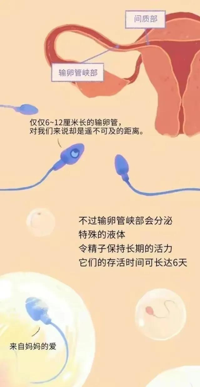 精子进入女性体内后，会发生什么神奇的事？漫画科普