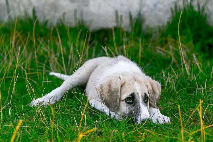 狗狗老舔尿道是什么原因,狗狗舔别的狗尿是什么原因
