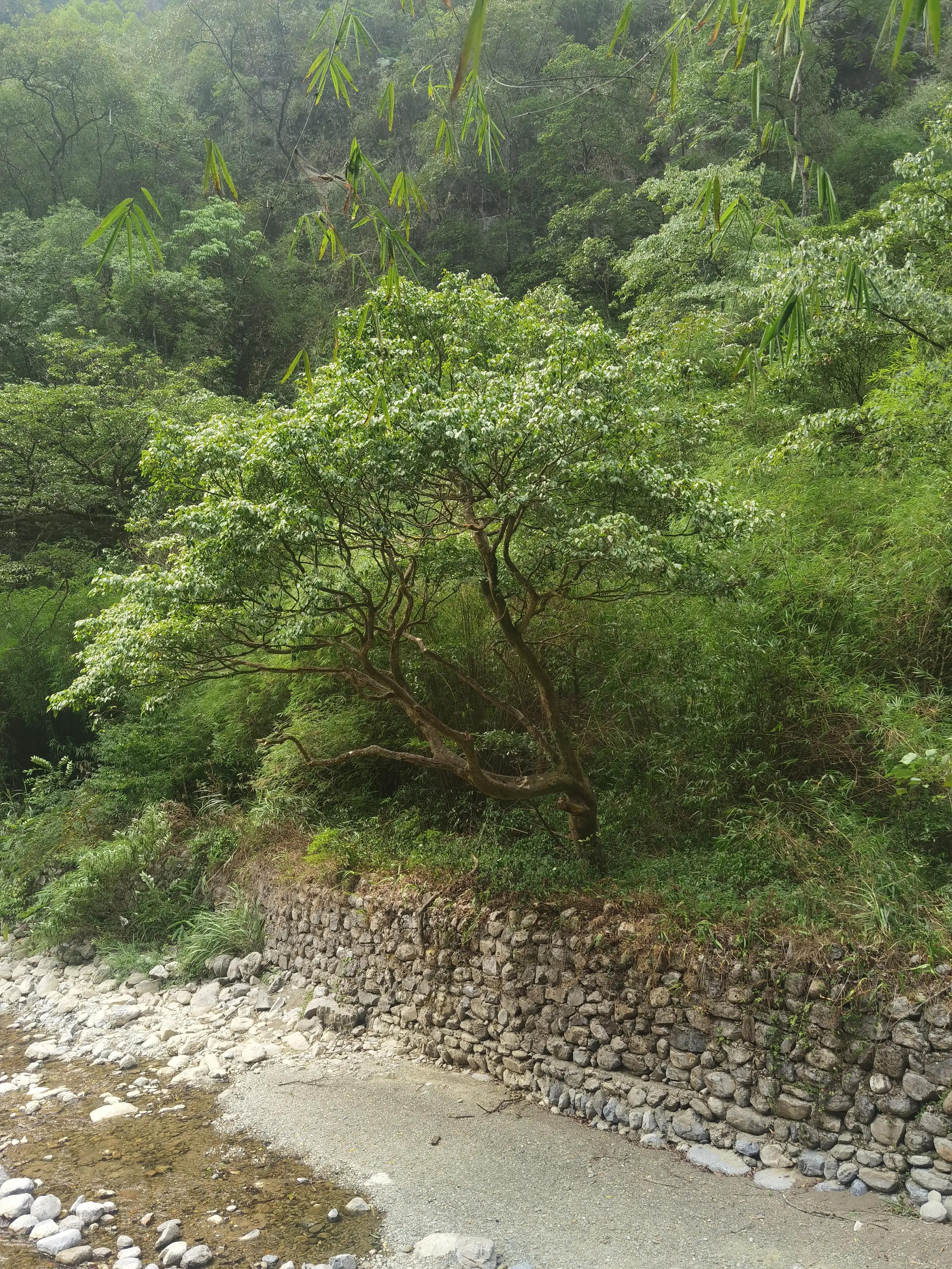 重庆到黑山谷的交通路线,重庆黑山谷旅游攻略美景图片